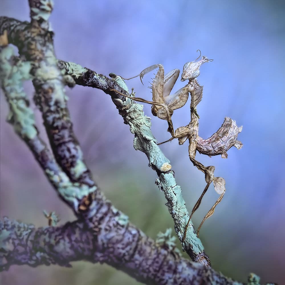 Camouflaged Ghost Mantis by Jimmy Hoffman — canvas wall art