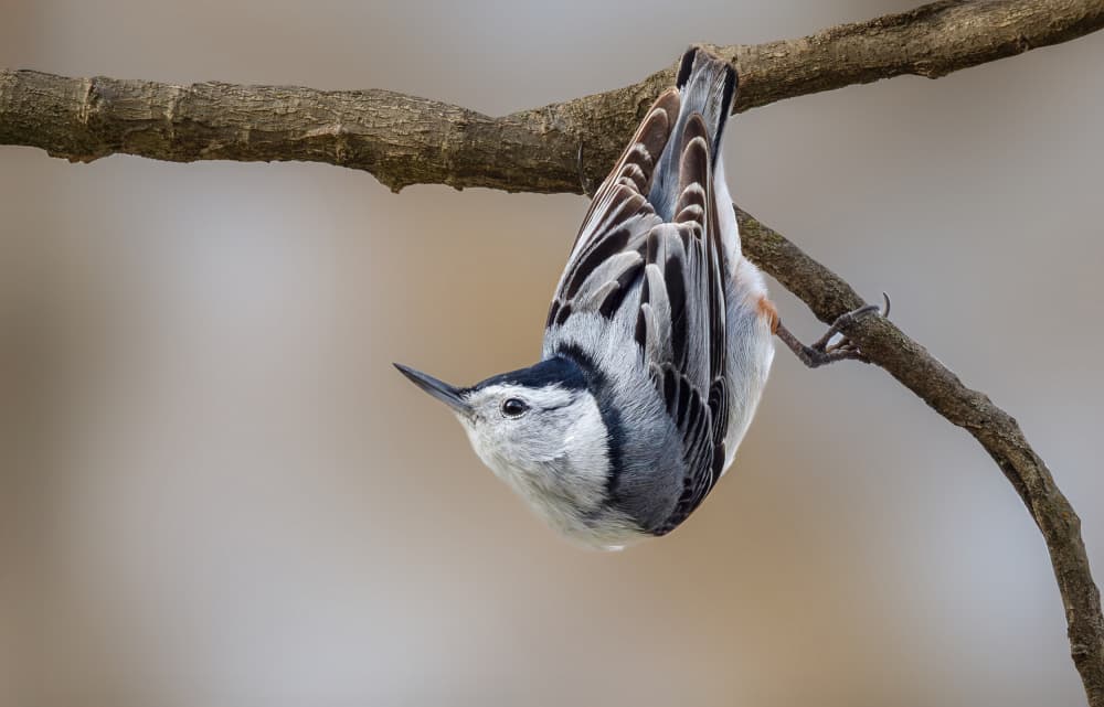 White Nuthatch Upside Down by ZY Zhang — canvas wall art