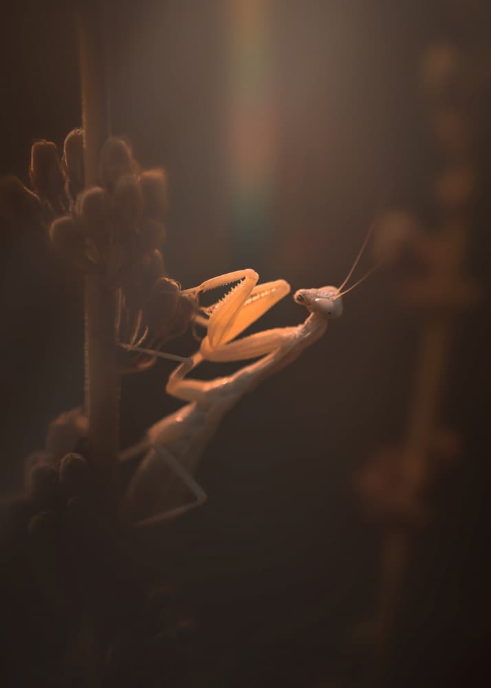 Golden Praying Mantis by Sina Pezeshki — canvas wall art