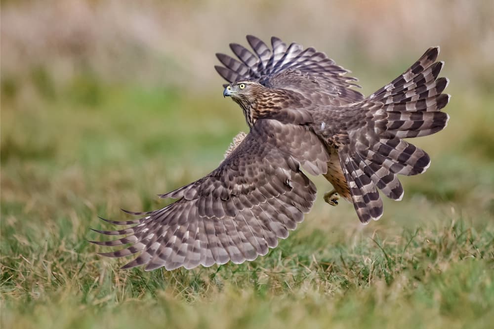 Wild Hawk Landing by David Manusevich — canvas wall art
