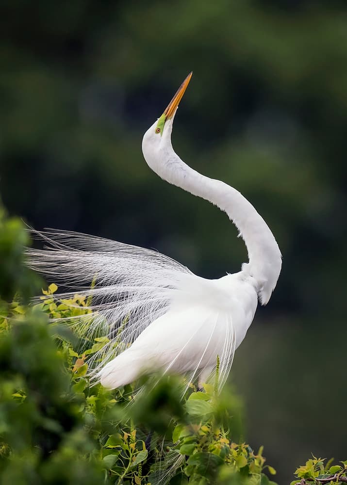 Majestic White Egret by David H Yang — canvas wall art