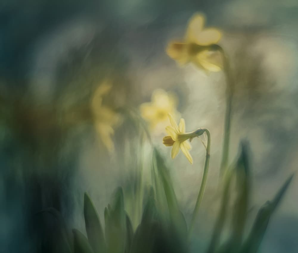 In the morning by Nel Talen — canvas wall art