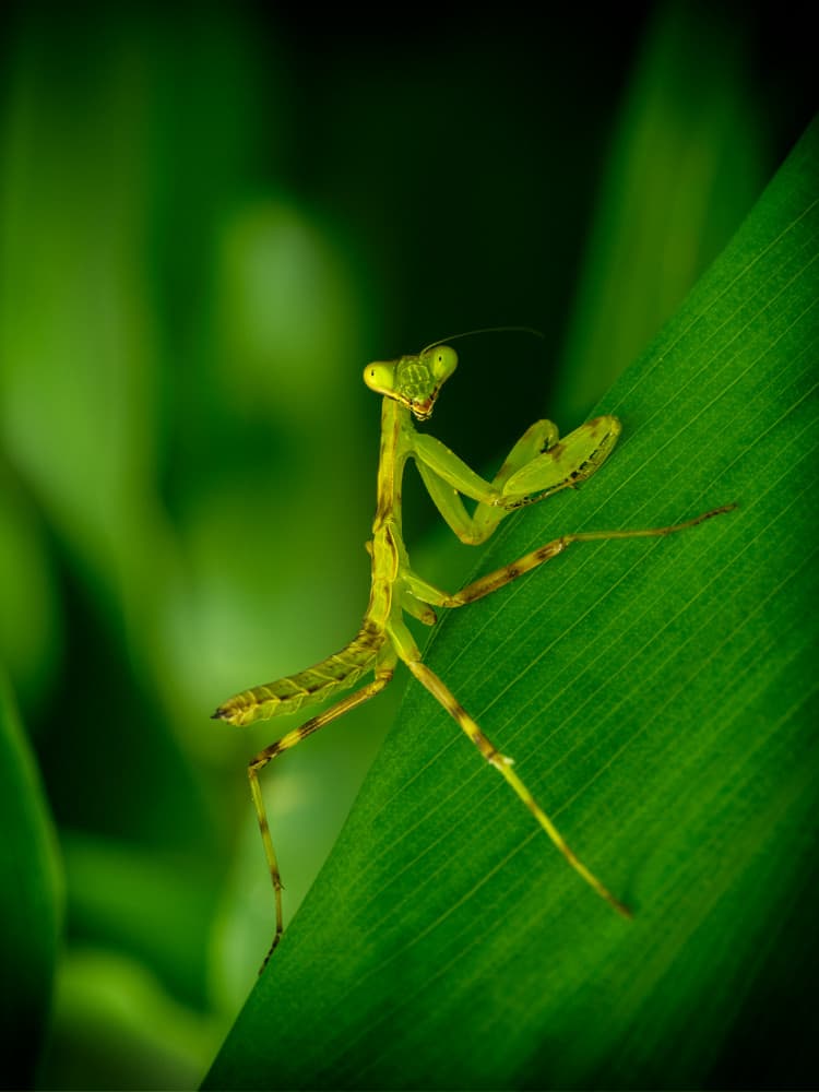 Vibrant Green Praying Mantis by Takiko Hirai — canvas wall art