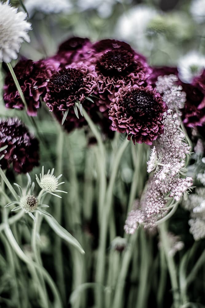Whispers of Petals by Shot by Clint — canvas wall art