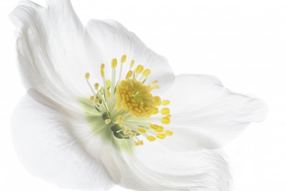 Delicate White Bloom by Marie-anne Stas — canvas wall art