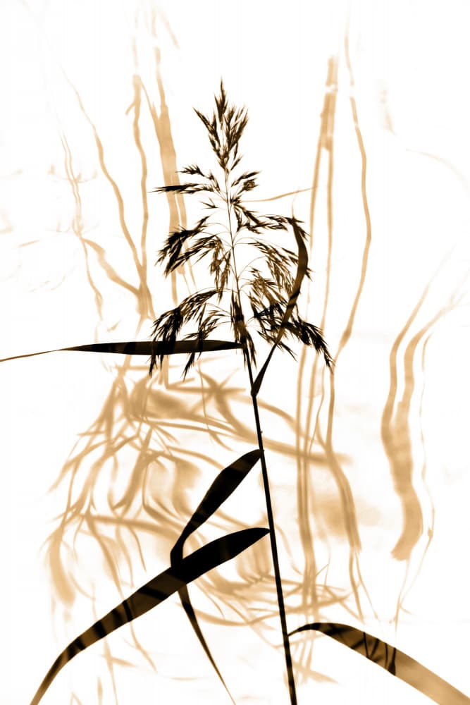 Delicate Reed Silhouette by Christina Sillen — canvas wall art
