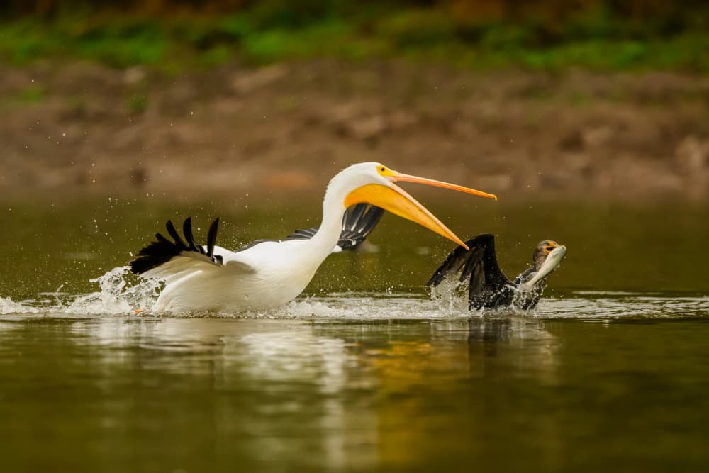 Pelican and Cormorant Clash by Moses Wang — canvas wall art