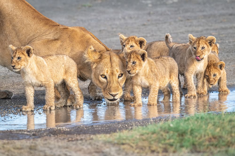 Thirsty Lioness And Cubs by Jeffrey C. Sink — canvas wall art