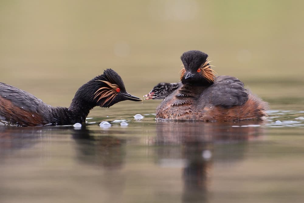 Nurturing Grebe Family by Muriel Vekemans — canvas wall art