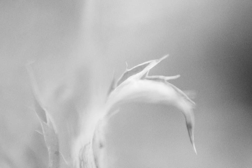 Ethereal Flowing Forms by Lynann Colligan — canvas wall art