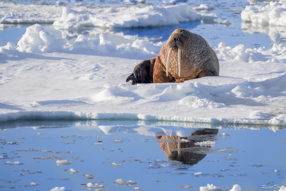 Walrus Mother and Calf by Rajat Dhesi — canvas wall art