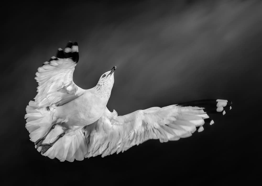 Flying towards the Sun II by Kenneth-Wei Zeng — canvas wall art
