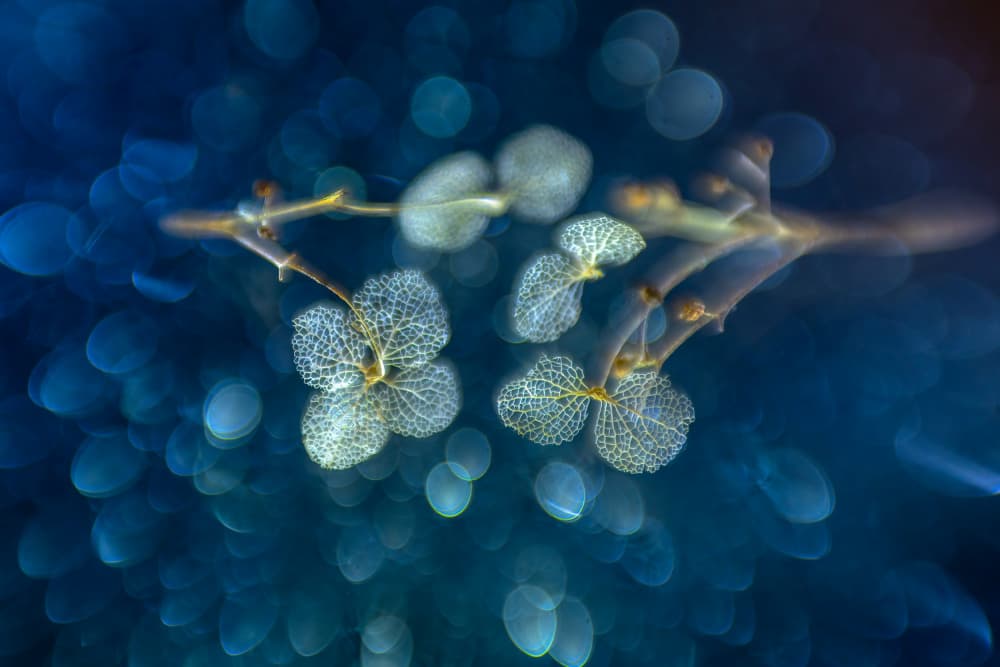 Dreamy Blue Skeletal Flowers by Piet Haaksma — canvas wall art