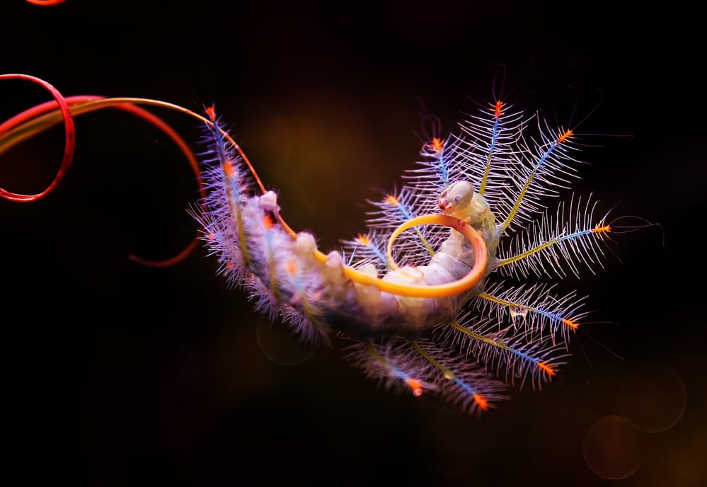 Vibrant Spiky Caterpillar by Abdul Gapur Dayak — canvas wall art