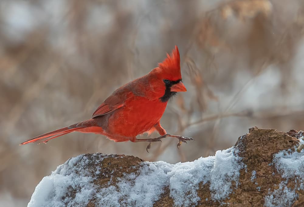 Red Cardinal Winter by Johnson Huang — canvas wall art
