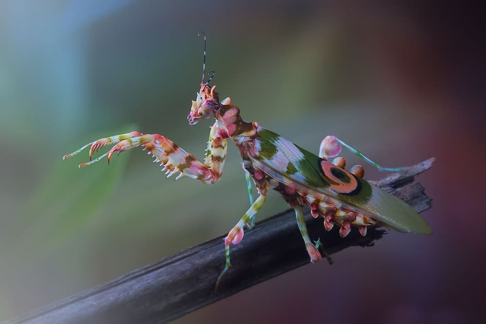 Colorful Praying Mantis by Jimmy Hoffman — canvas wall art