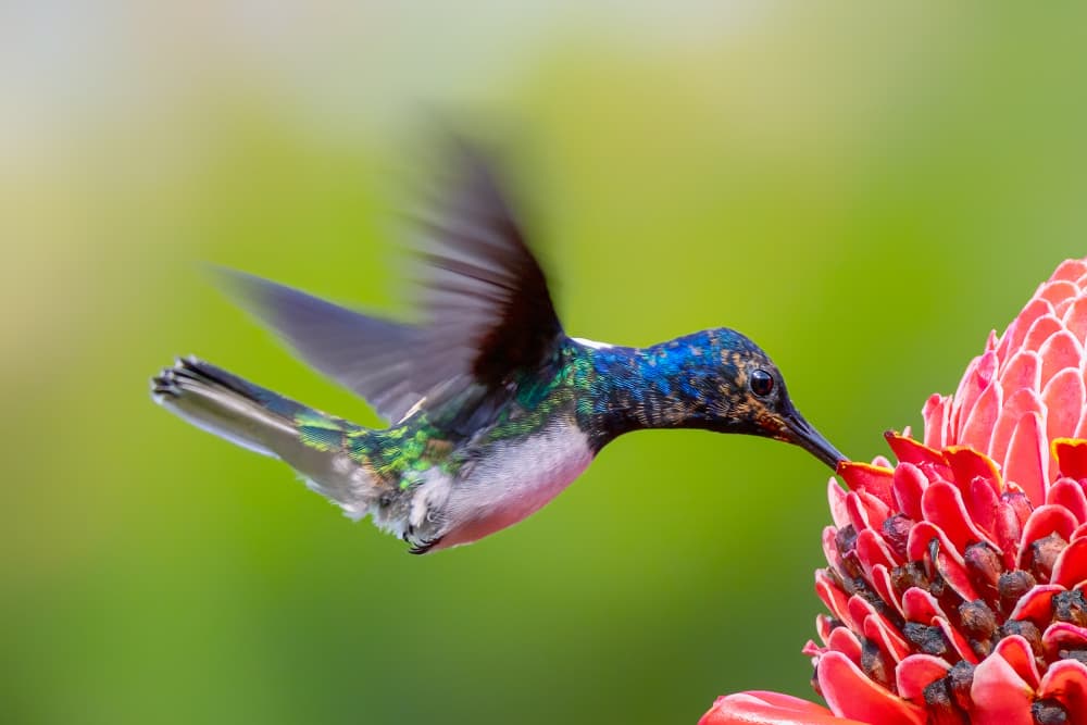 Graceful Hummingbird Bloom by Siyu_Wei APA — canvas wall art