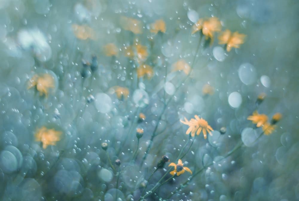 Sparkling Yellow Blooms by Delphine Devos — canvas wall art
