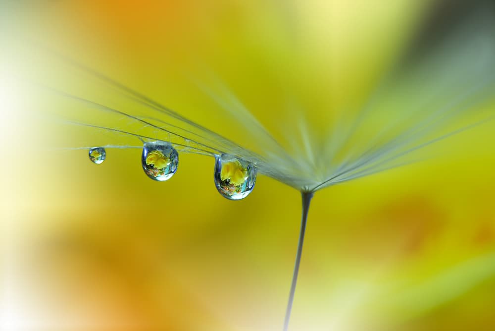 Yellow Dandelion Reflections by Juliana Nan — canvas wall art