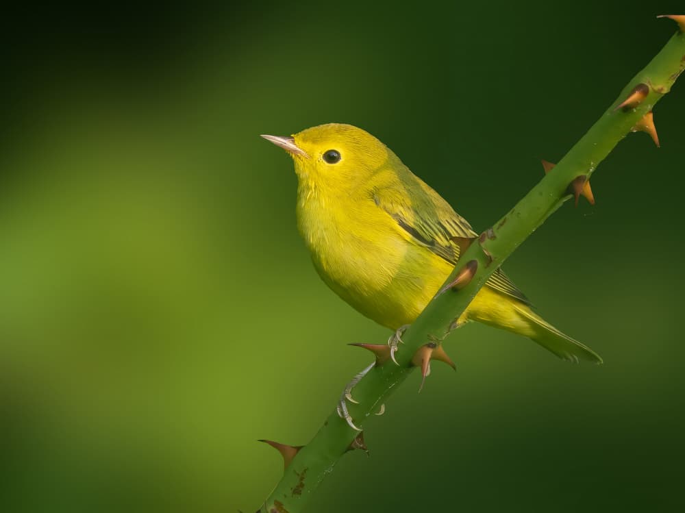 Vibrant Yellow Warbler by Robert Zhang — canvas wall art