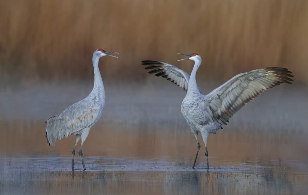 Majestic Cranes Calling by Qing Zhao — canvas wall art