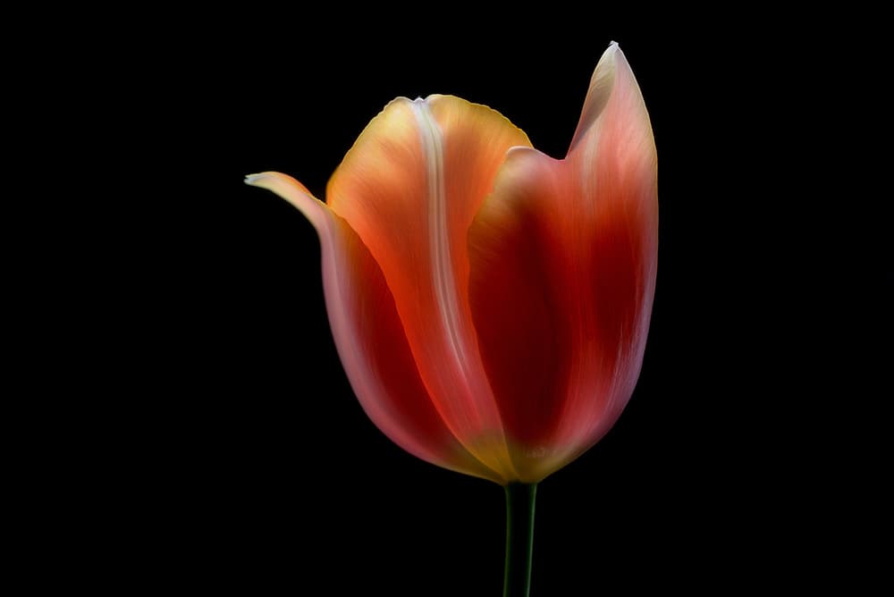 Glowing Red Tulip by Lotte Grønkjær — canvas wall art