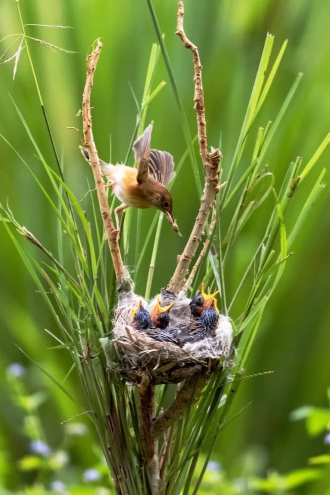 Nurturing Bird Family by Sally Widjaja — canvas wall art