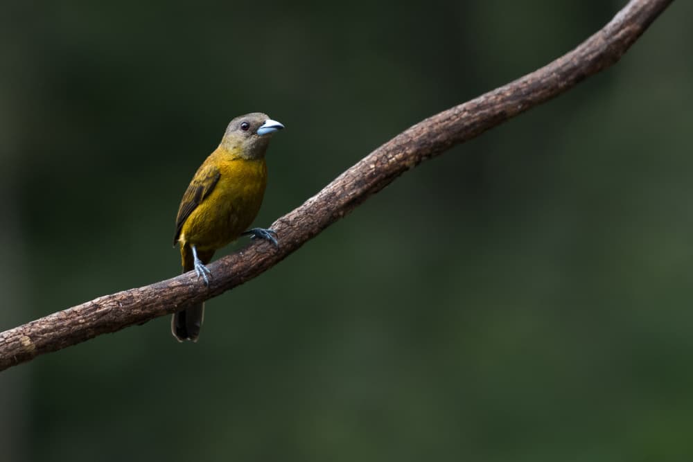 Vibrant Forest Bird by Patrick Dessureault — canvas wall art