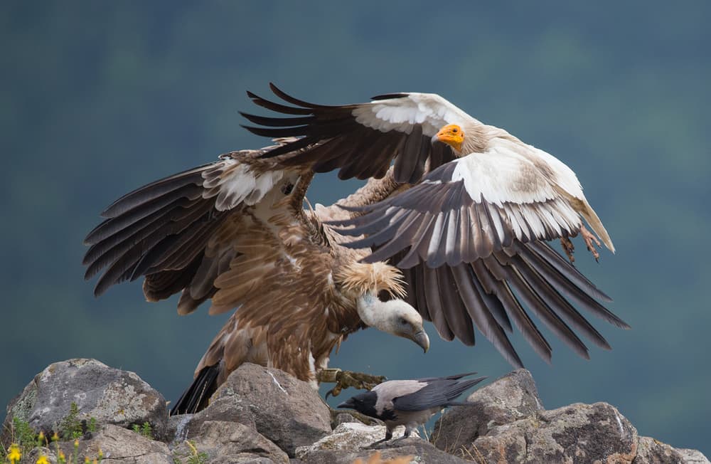 Wild Vultures Display by Zhecho Planinski — canvas wall art