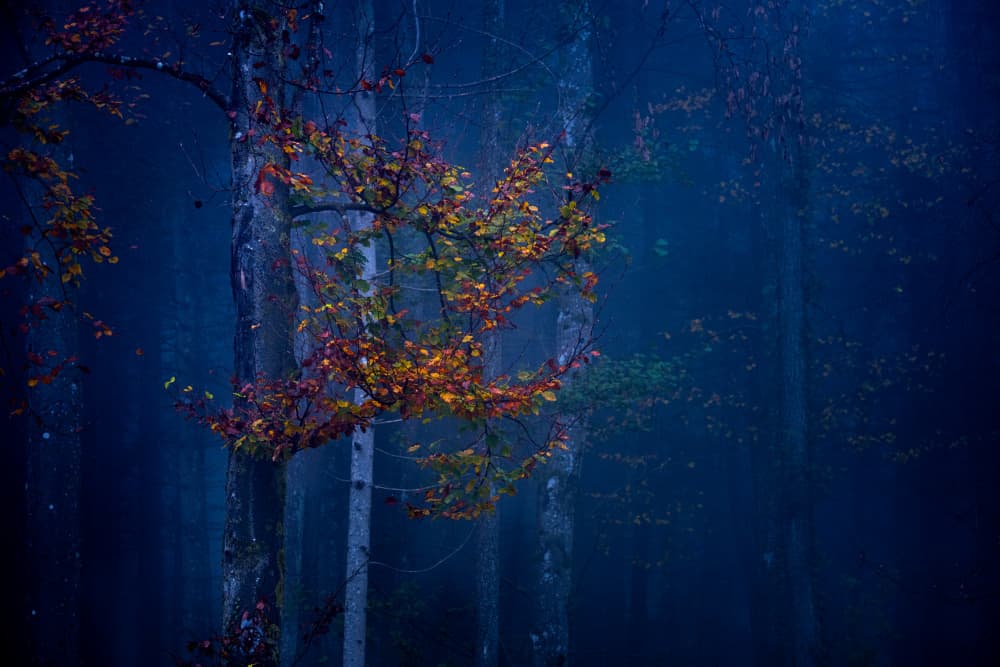 Vibrant Misty Fall by Ulrike Eisenmann — canvas wall art