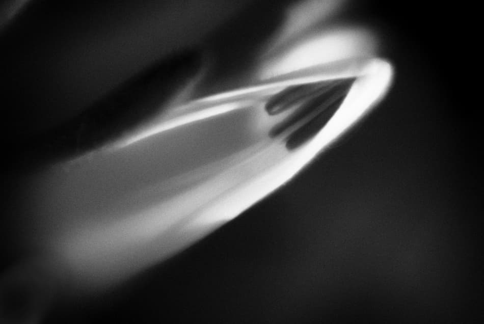 Soft Floral Abstract by Codrin Lupei — canvas wall art