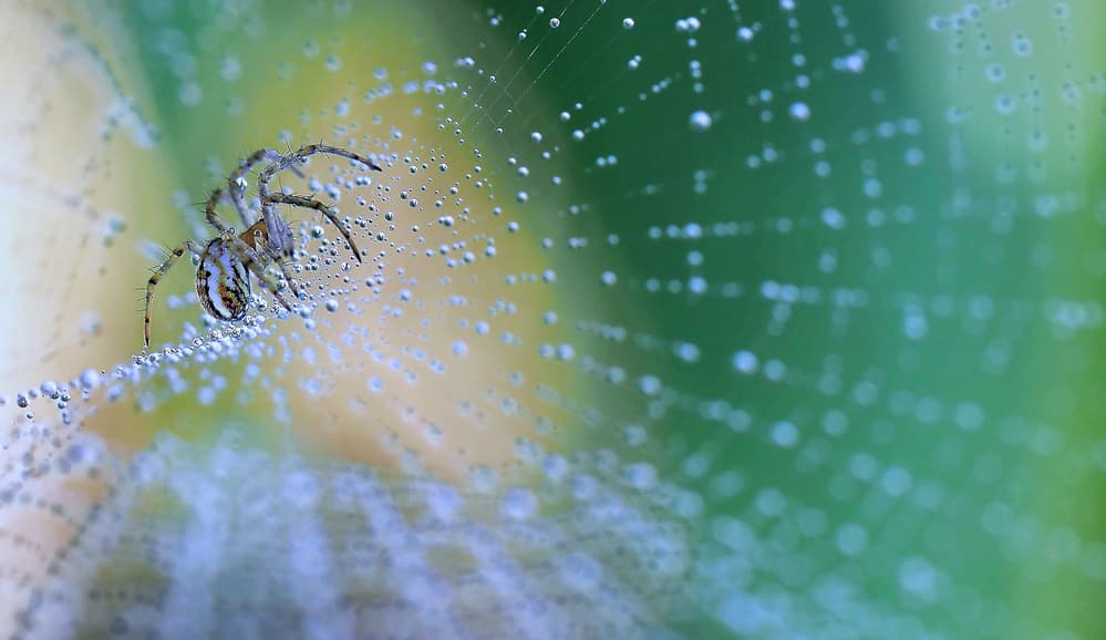 Glistening Spiderweb Macro by Thierry Dufour — canvas wall art