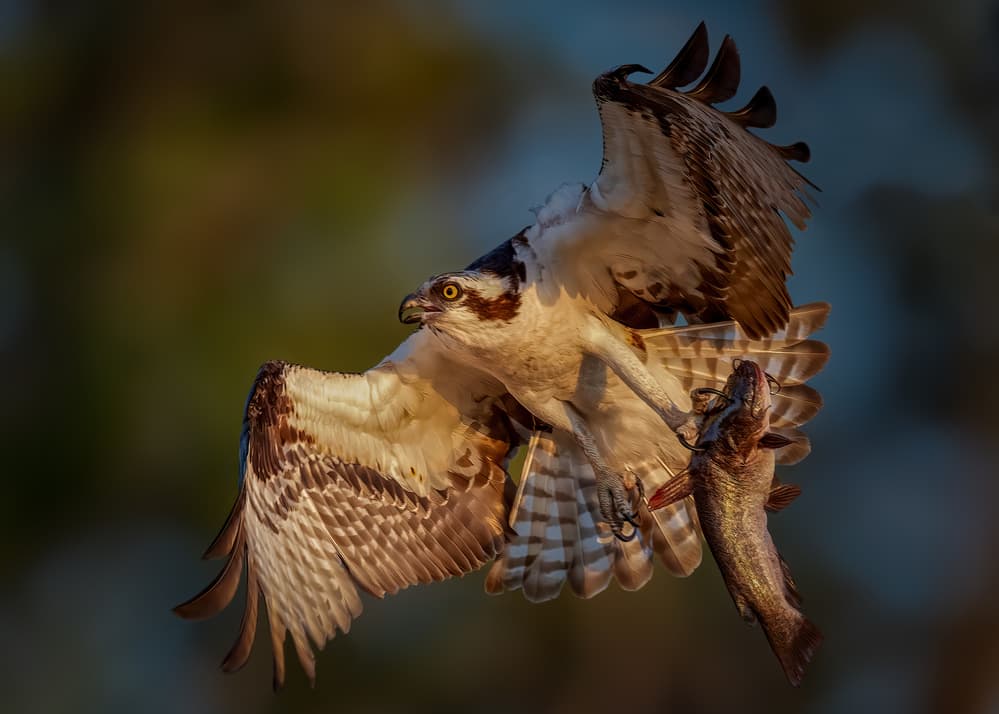 Osprey Carrying Fish by Hanping Xiao — canvas wall art