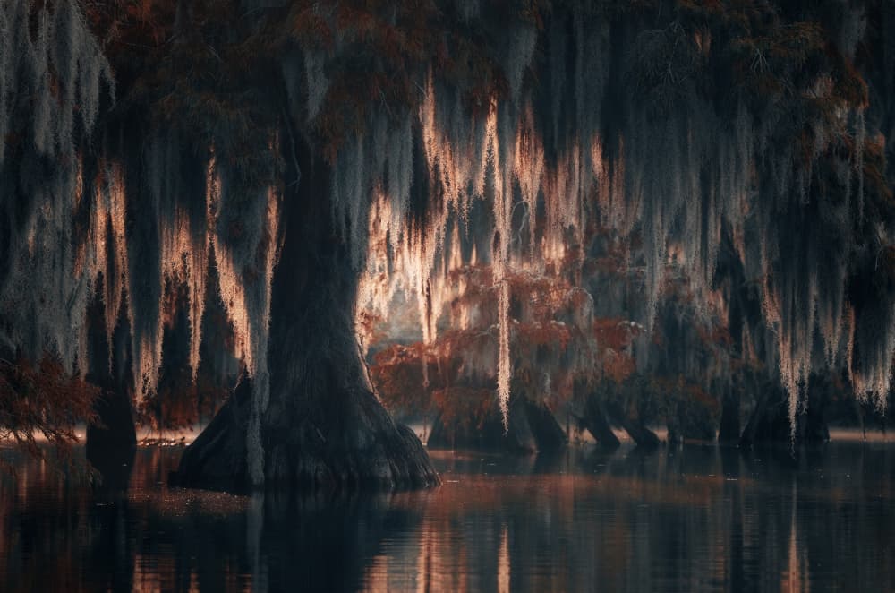 Mystical Cypress Swamp by Aidong Ning — canvas wall art