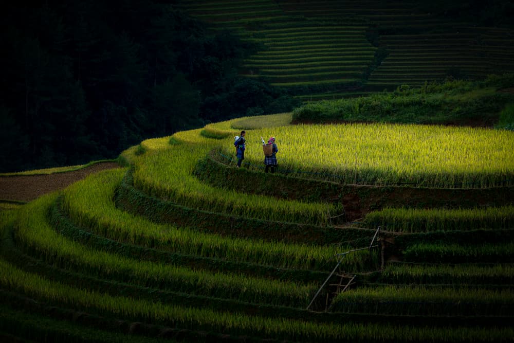 Sunlit Rice Terraces by Clas Gustafson PRO — canvas wall art