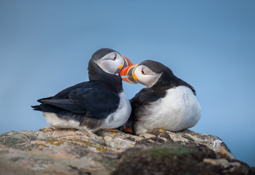 Puffin Pair Love by Larry Deng APA — canvas wall art