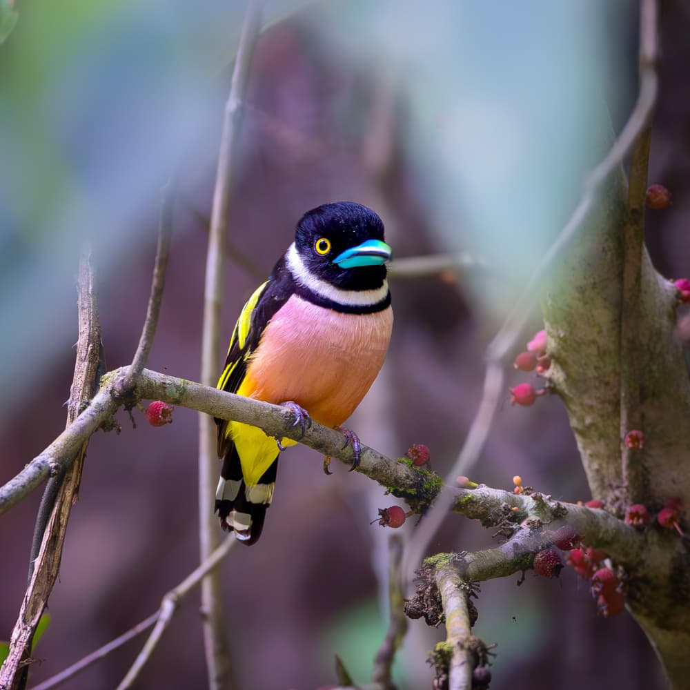 Vibrant Tropical Bird by Siyu_Wei APA — canvas wall art