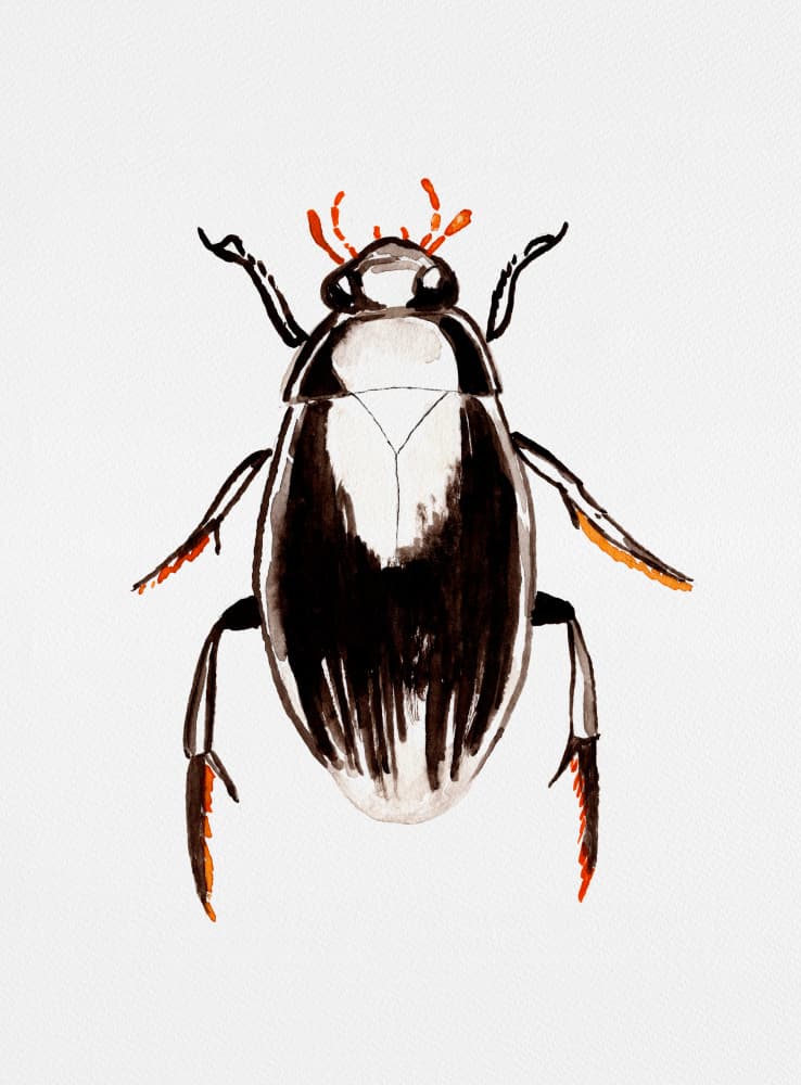 Water Beetle Study by Kata Botanical — canvas wall art