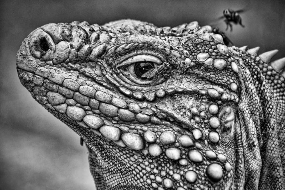 Iguana and Flying Bee by Daniel De Cort — canvas wall art