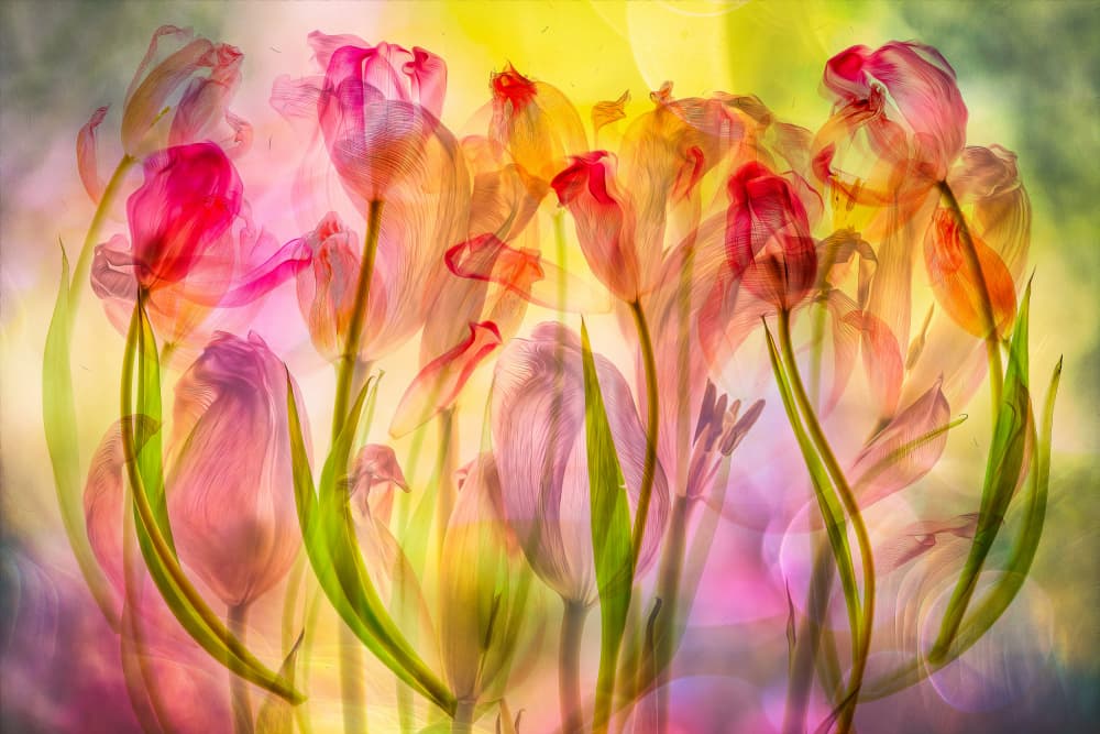 Ethereal Spring Tulips by Hilda van der Lee — canvas wall art