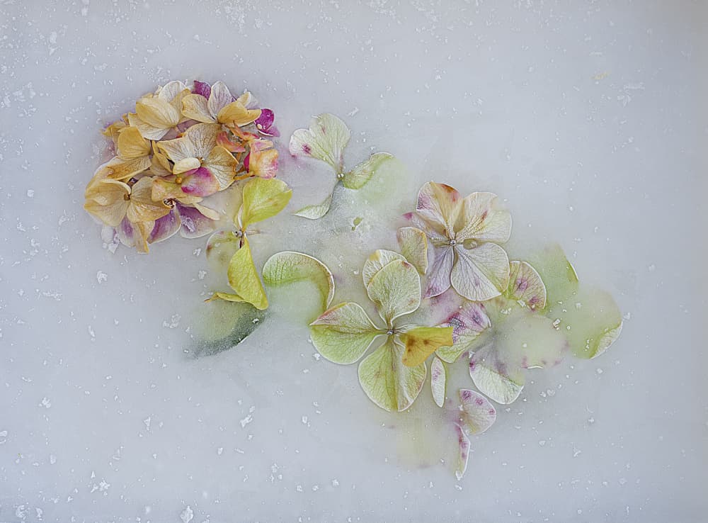 Pastel Flowers In Ice by Pedro Uranga — canvas wall art