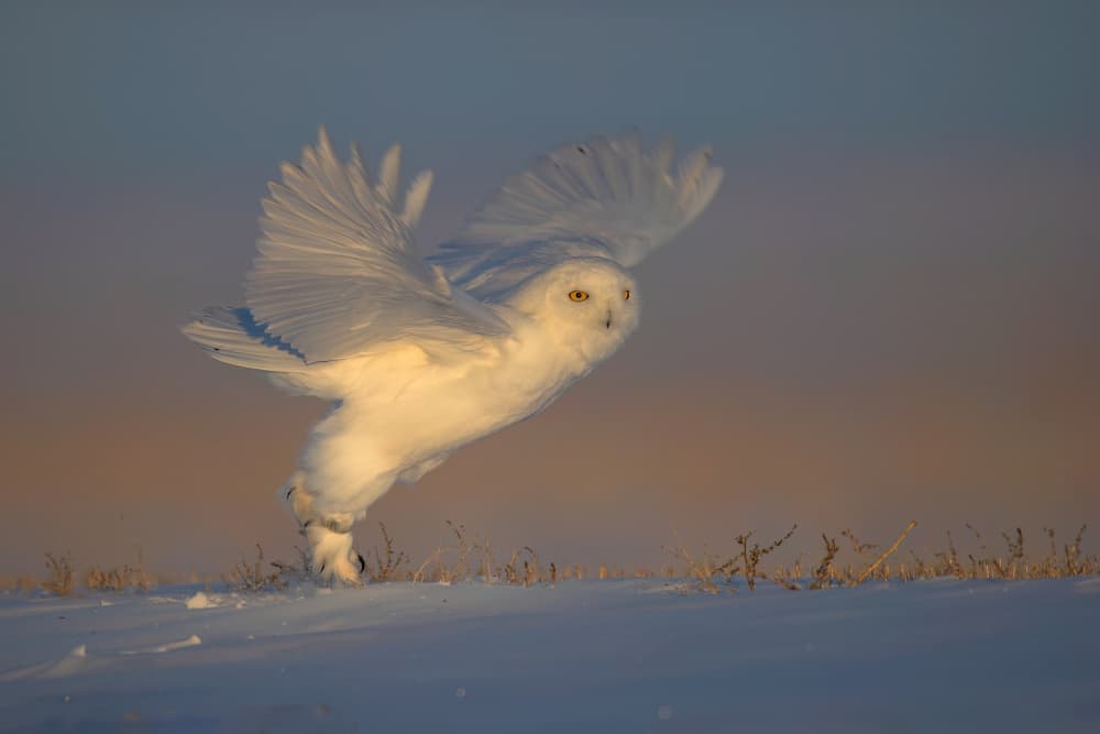 Flying Snowy Owl Golden Hour by Jun Zuo — canvas wall art