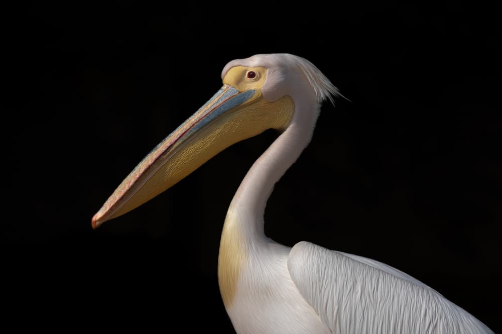 Majestic White Pelican by Natalia Rublina — canvas wall art