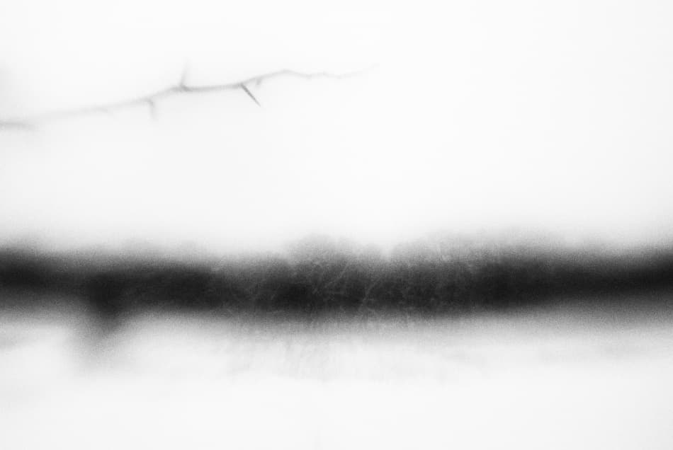 Abstract Thorned Branch by Codrin Lupei — canvas wall art