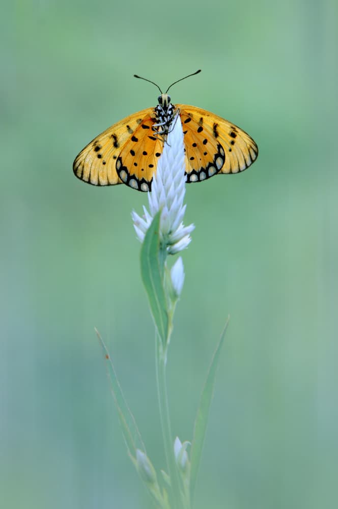 Delicate Butterfly Bloom by Edy Pamungkas — canvas wall art