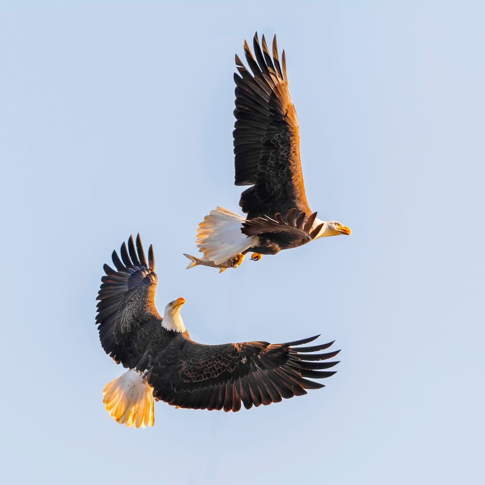 Bald Eagles Fish Chase by Rob Li — canvas wall art