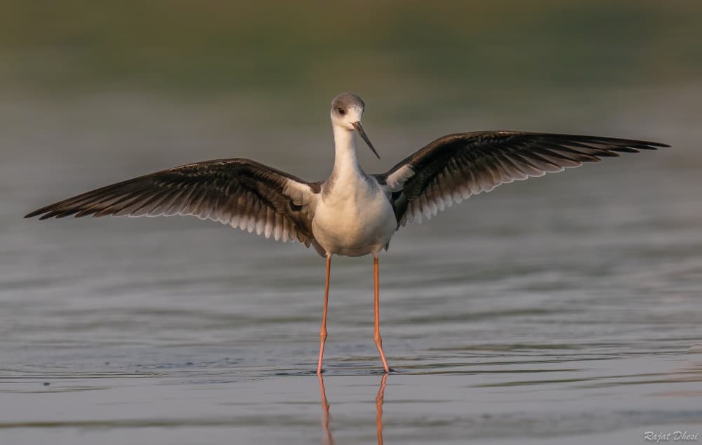 Black-winged Stilt Wings Spread by Rajat Dhesi — canvas wall art