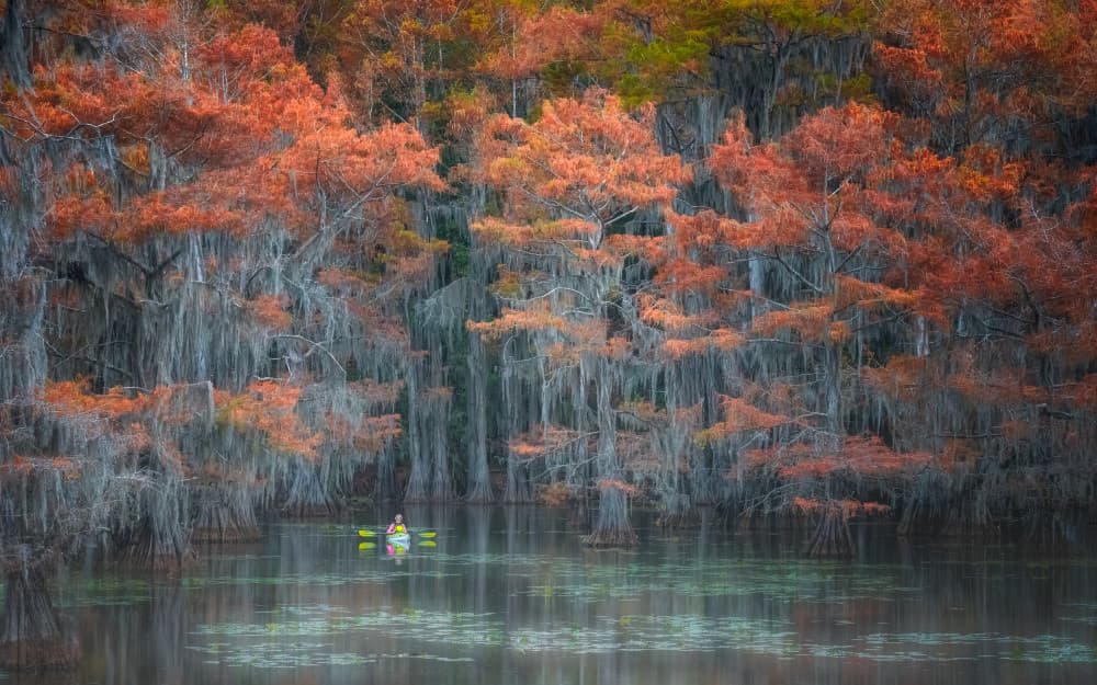Autumn Cypress Kayak Serenity by Catherine Lu — canvas wall art