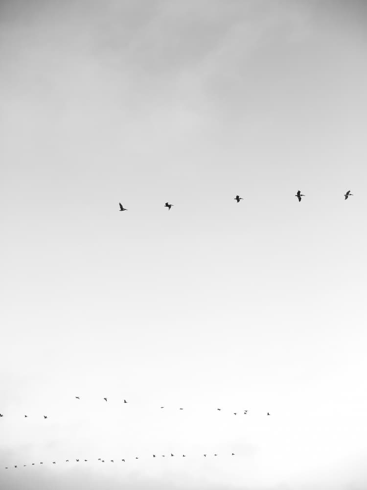 Skyward Flight by Shot by Clint — canvas wall art
