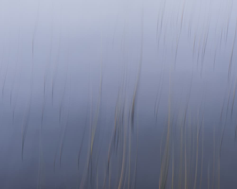 Blurred Water Reeds by Hamed Bank — canvas wall art
